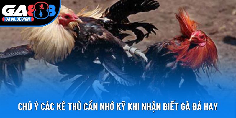 Chú ý các kê thủ cần nhớ kỹ khi nhận biết gà đá hay