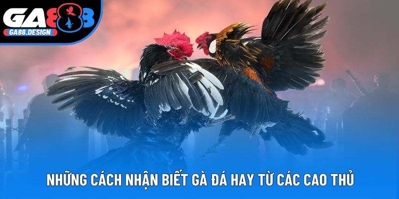 Những cách nhận biết gà đá hay từ các cao thủ
