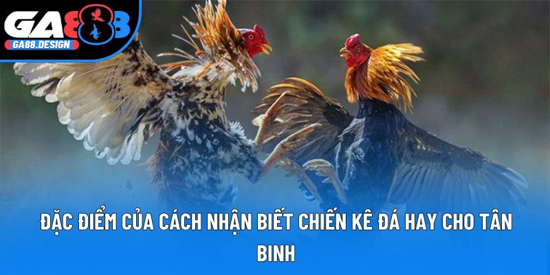 Đặc điểm của cách nhận biết chiến kê đá hay cho tân binh