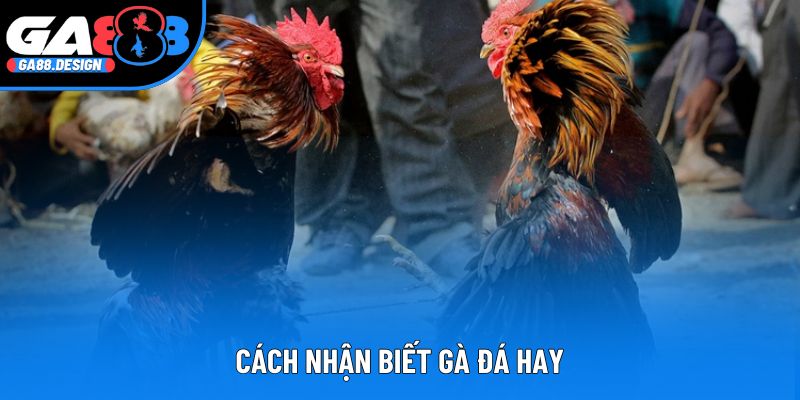 Cách Nhận Biết Gà Đá Hay Qua Tướng Tá Và Phong Độ Chiến Đấu