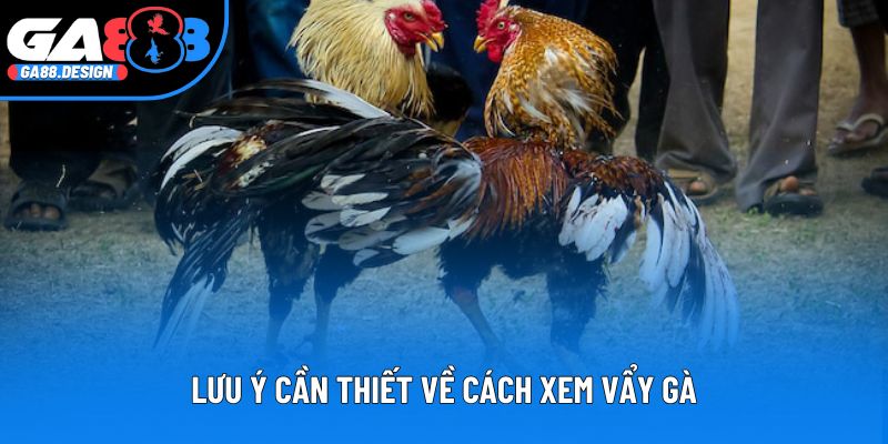 Lưu ý cần thiết về cách xem vẩy gà
