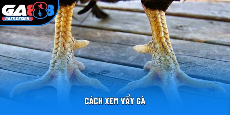 Cách xem vẩy gà - Bí quyết chọn chiến kê chuẩn xác nhất