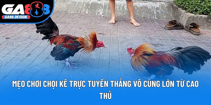 Mẹo chơi chọi kê trực tuyến thắng vô cùng lớn từ cao thủ