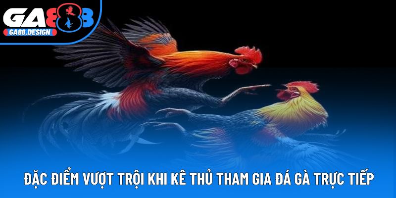 Đặc điểm vượt trội khi kê thủ tham gia Đá gà trực tiếp