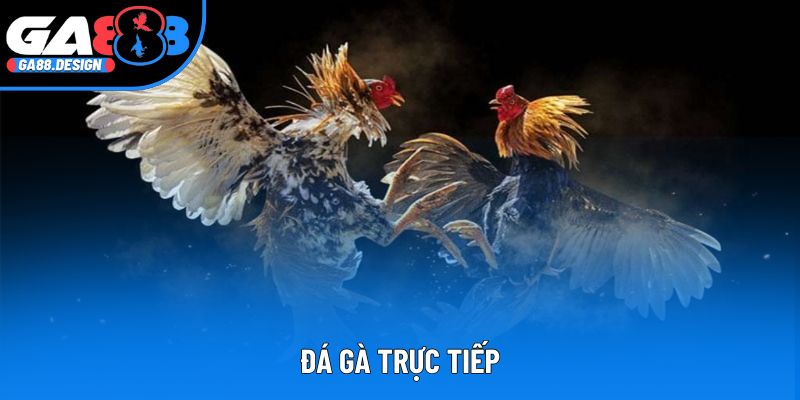 Đá Gà Trực Tiếp: Địa Điểm Quy Tụ Những Chiến Kê Mạnh Mẽ Nhất