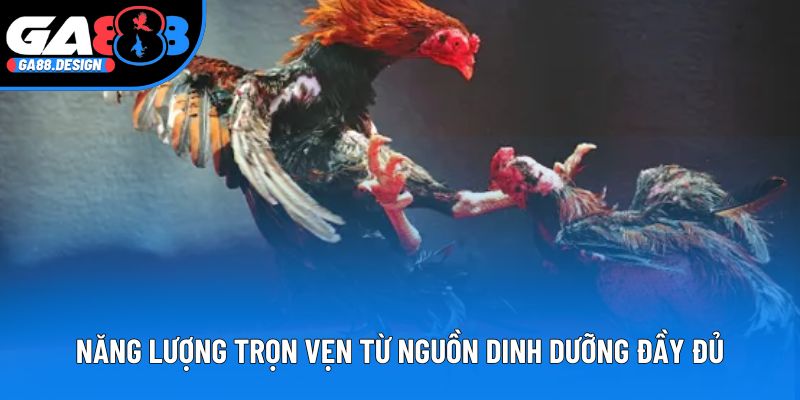 Năng lượng trọn vẹn từ nguồn dinh dưỡng đầy đủ