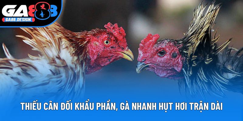 Thiếu cân đối khẩu phần, gà nhanh hụt hơi trận dài