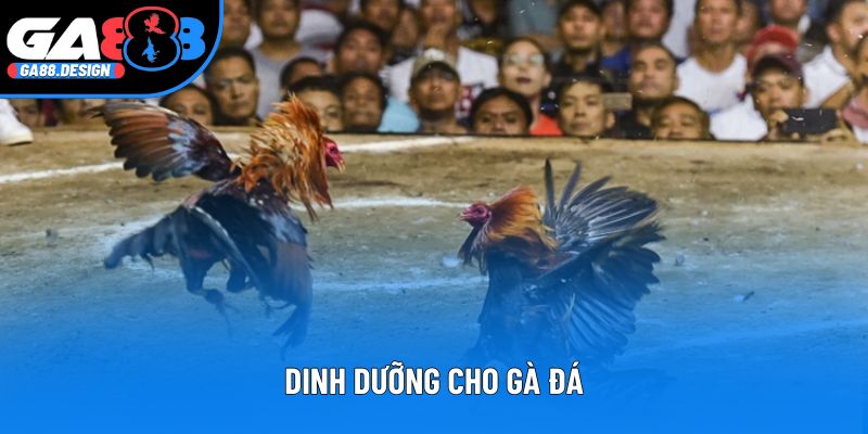 Dinh Dưỡng Cho Gà Đá - Bí Quyết Tăng Sức Bền Hiệu Quả