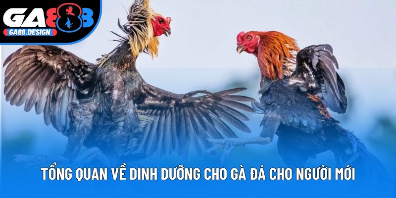Tổng quan về dinh dưỡng cho gà đá cho người mới