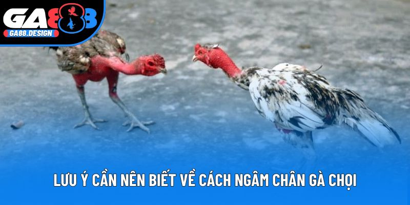 Lưu ý cần nên biết về cách ngâm chân gà chọi