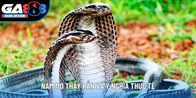 Nằm mơ thấy rắn và ý nghĩa thực tế