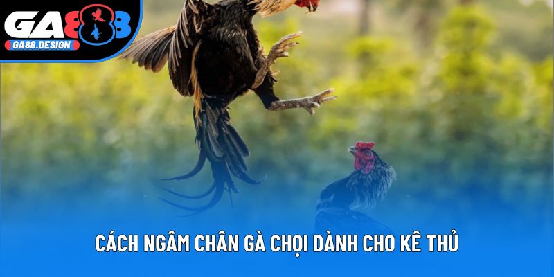 Cách ngâm chân gà chọi dành cho kê thủ