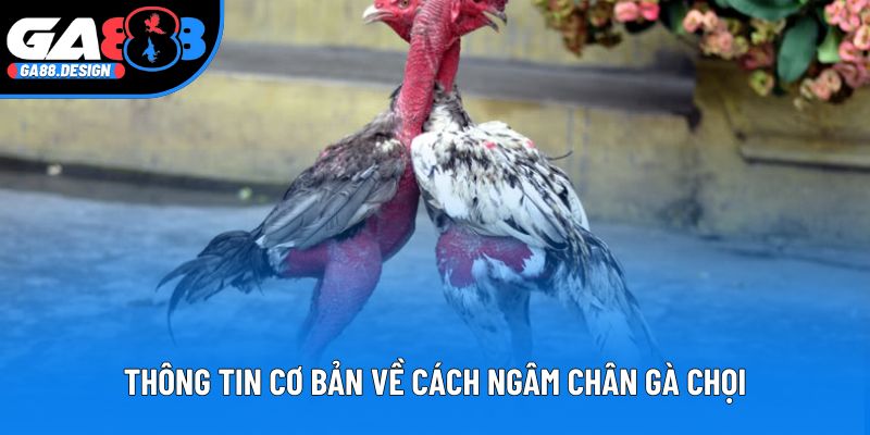 Thông tin cơ bản về cách ngâm chân gà chọi
