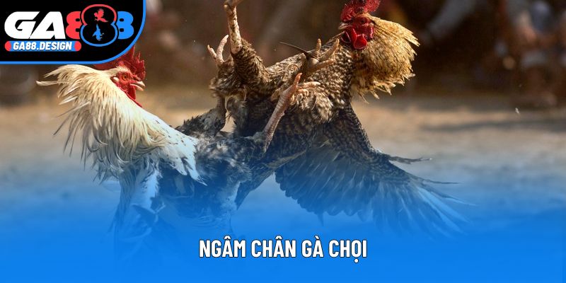 Ngâm chân gà chọi - Tuyệt chiêu chăm sóc để gà sung sức